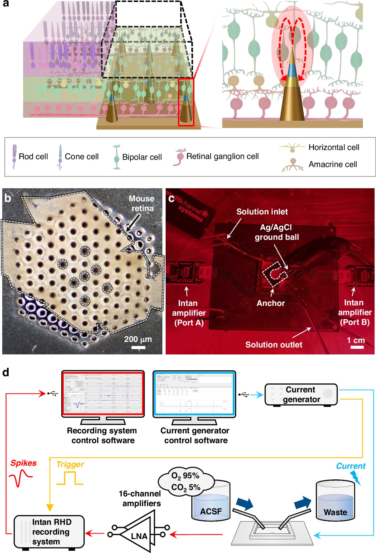 Microneedles that sharpen electric stimulation