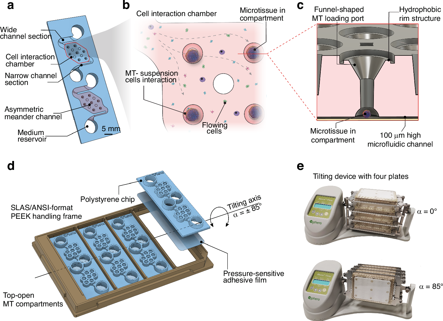 From static to dynamic: A chip that lets immune cells truly interact with living tissues